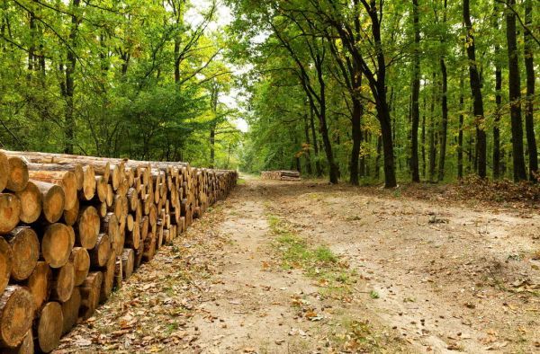 Holzbau ist Klimaschutz
